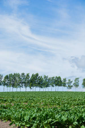 Green vegetable field and row of birch treesの写真素材