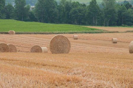 Wheat rolls in the wheat field after harvesting