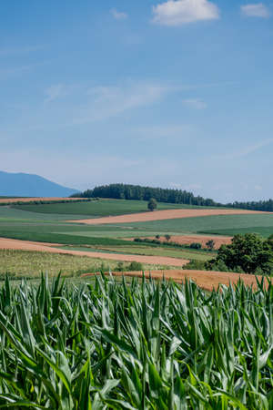 Hills of green and golden fields
