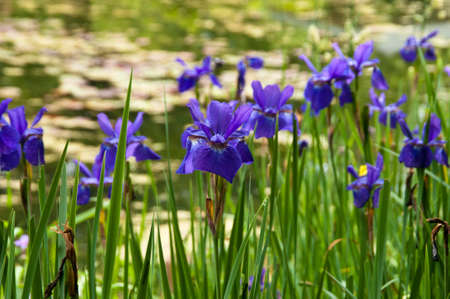 Purple iris blooming on the waterside in summer