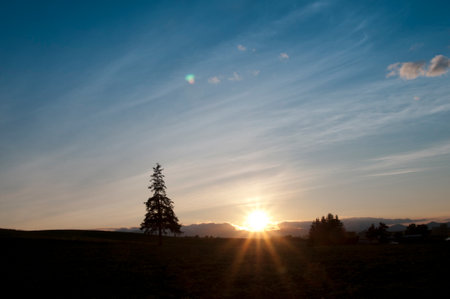 Sunset and pine tree in the fieldの写真素材