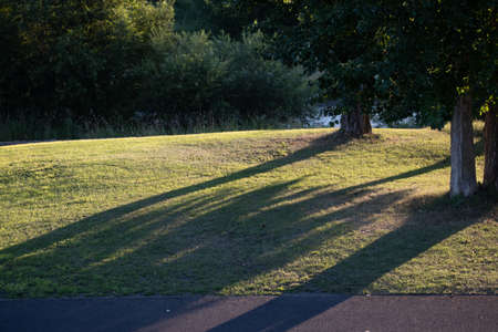 Green grass in the park at sunset