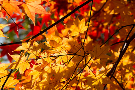 Colorful maple leaves in autumnの写真素材