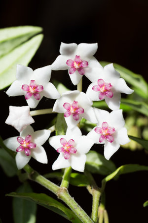 White cute flowers in the shape of a starの写真素材