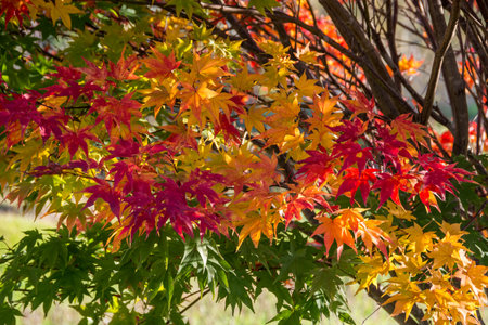 Colorfully colored leaves of maple in autumn