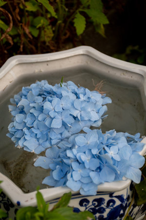Light blue hydrangea floating in a water basinの写真素材