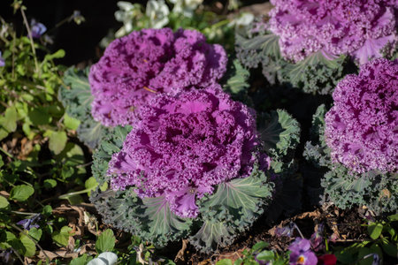 Group planting of purple ornamental cabbagesの写真素材