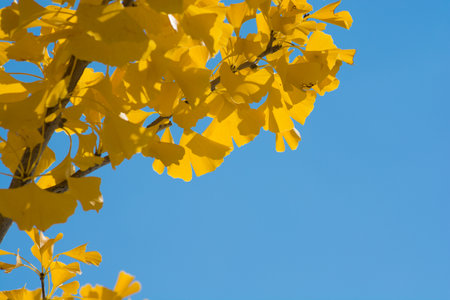 Yellow ginkgo tree and blue skyの写真素材