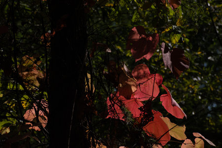 Red grape leaves in the mountains in autumn