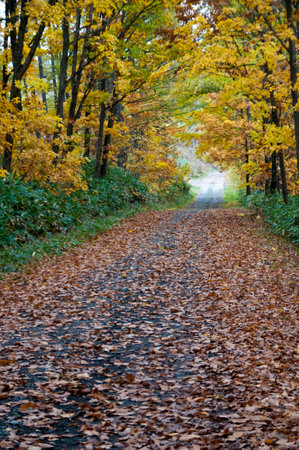 Autumn mountain road covered with fallen leavesの写真素材