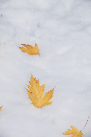 Colorful fallen leaves on the snowの写真素材