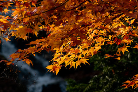Colorful maple leaves and waterfall in autumnの写真素材