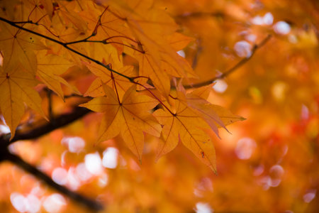 Yellow maple leaves in the autumn forest