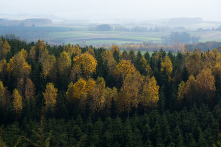 Autumn forest with beautiful birch treesの写真素材
