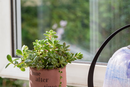 Group planting of succulents on the windowsillの写真素材