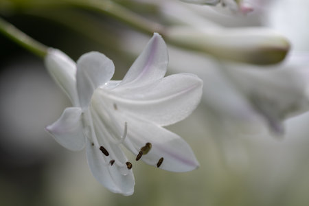 White agapanthus flowers in full bloomの写真素材