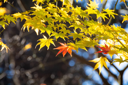 Yellow foliage with the tips of the leaves starting to turn red