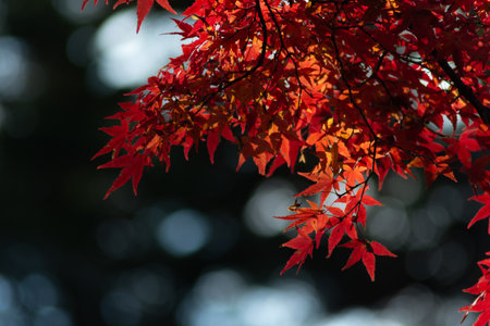 Autumn red maple leaves in backlitの写真素材