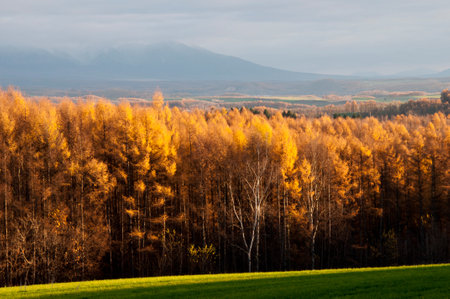 Yellow-leaved larch forest shining in the setting sunの写真素材