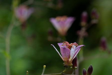 Tricyrtis grass in the autumn gardenの写真素材