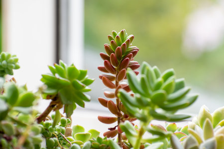 Group planting of succulents on the windowsill