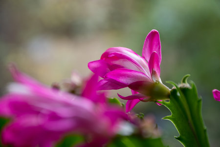 Pink Christmas cactus flowers in full bloomの写真素材