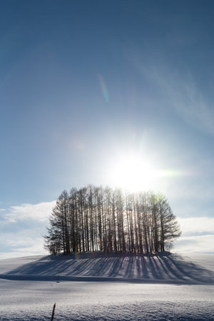 Larch forest on a snowy hill with the sunの写真素材
