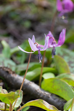 Cute pink flower blooming in the spring fieldの写真素材