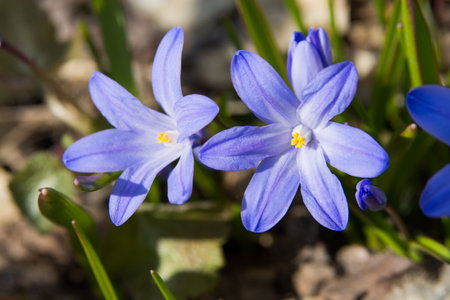 Purple Chionodoxa blooming in a spring garden