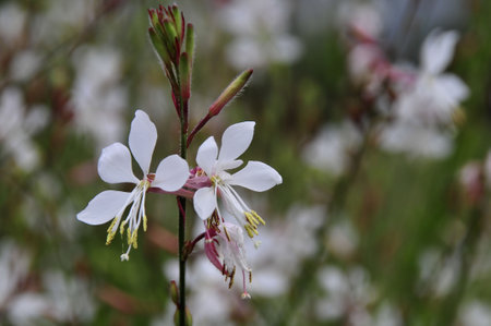 White pretty flowers blooming in the summer gardenの写真素材