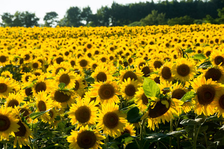 Sunflowers field in the countryside. Sunflower blooming in the field.の写真素材
