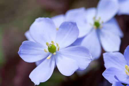 Cute purple flowers blooming in the spring gardenの写真素材
