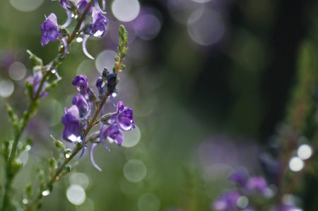 Purple flowers with bokeh background, shallow depth of fieldの写真素材