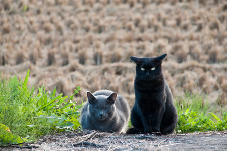 Black and Gray cats sitting on the ground by a rice field.の写真素材