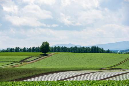 Birch tree standing in the summer upland fieldの写真素材