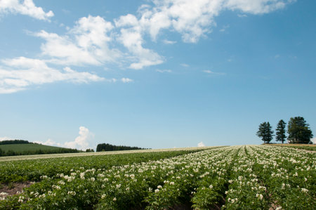 Potato field in the summer with blue sky and white clouds.の写真素材