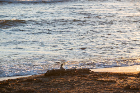 Old tree washed up on the beachの写真素材