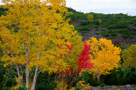 Autumn landscape with yellow and red trees on the mountain slope.の写真素材