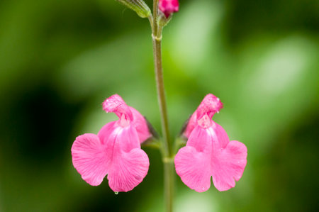 Close up of a pink salvia flowers (Salvia officinalis)の写真素材