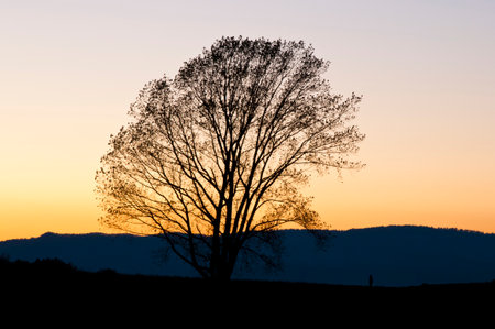Silhouette of a tree at sunset in the field.の写真素材