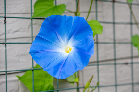 Blue morning glory,