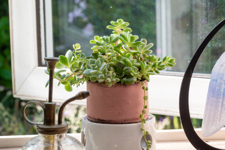 Succulent plants in a vase on the windowsill.の写真素材