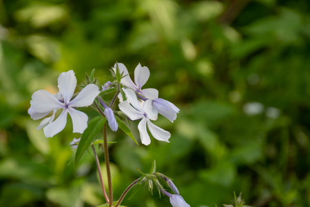 White phlox flowers in full bloomの写真素材