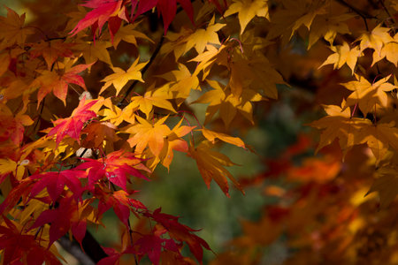 Maple leaves in autumn season. Colorful maple leaves background.