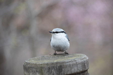 Nuthatch in the spring forestの写真素材
