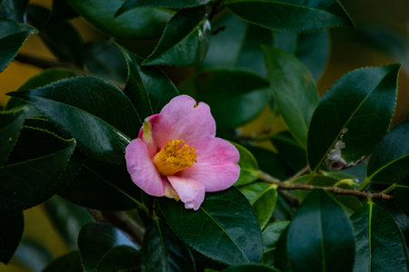 Camellia japonica, Japanese camellia.の写真素材