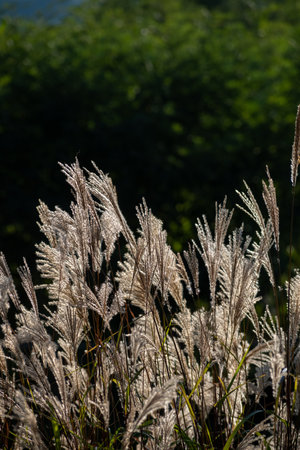 Japanese pampas grass in the morning sun. Shallow depth of fieldの写真素材