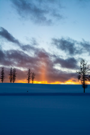 Winter groves standing on a hill at dusk in winter and sun pillarの写真素材