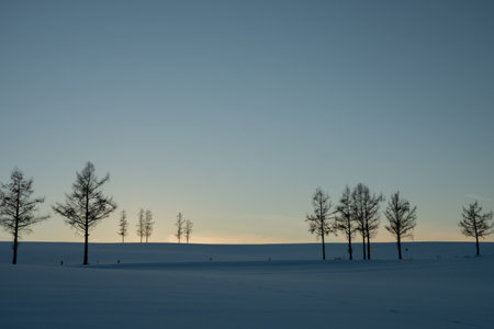 Larches standing on a hill at dusk in winterの写真素材