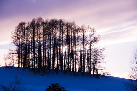 Silhouette of pine trees in the snow at sunset in winterの写真素材